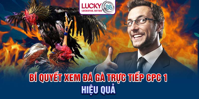 Bí quyết xem đá gà trực tiếp cpc 1 hiệu quả