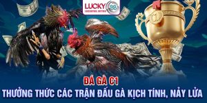 Đá Gà C1 - Thưởng Thức Các Trận Đấu Gà Kịch Tính, Nảy Lửa