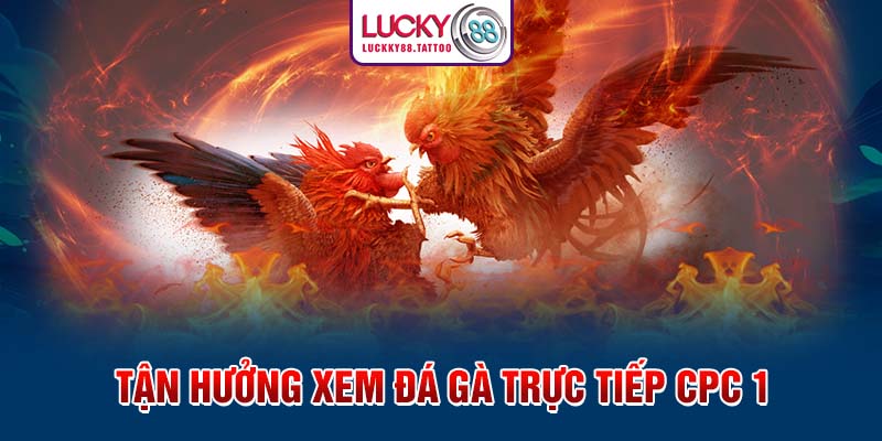 Tận hưởng xem đá gà trực tiếp cpc 1