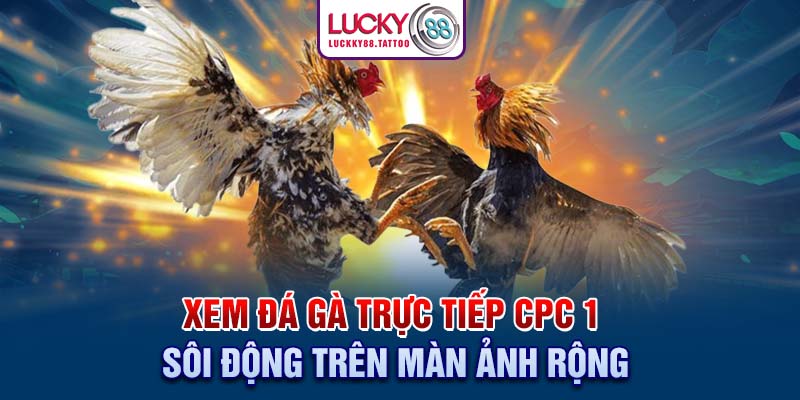 Xem Đá Gà Trực Tiếp Cpc 1 Sôi Động Trên Màn Ảnh Rộng